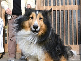 犬のキナコ、おかえり！　車から飛び出し行方不明…無事に再会