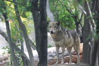 エサ代の高い動物第４位のシンリンオオカミ。雄雌のペアとその家族からなる群れで生活。子育てには、なんと雄や他のメンバーも参加するそう