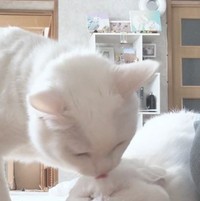 「ペロペロしてるだけなのに」舐められる猫さんは…！？（提供：しんばぷーさん）