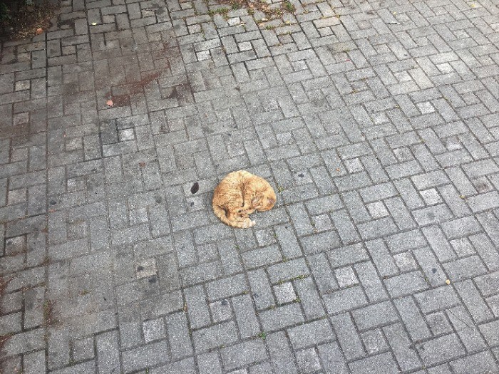 元の居場所に戻ったものの、衰弱して路上にいたこてつ（亀井さん撮影）