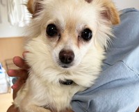 柚子は抱っこさせてくれるまでに成長してくれました