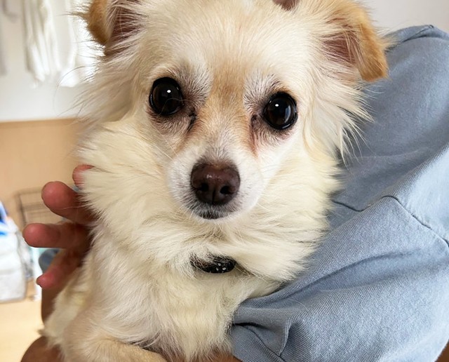 柚子は抱っこさせてくれるまでに成長してくれました