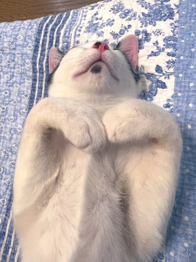 お手手を合わせて安心して眠る様子も可愛い（提供：ソレイユさん）