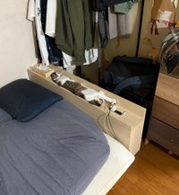 なぜそんな所に、、、本当にくつろげているのかい？【提供：ノビター（5匹家族）さん】