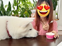 アイスをジーッ！ まゆちゃんの爆笑ショット（画像提供：秋田犬まゆさん）