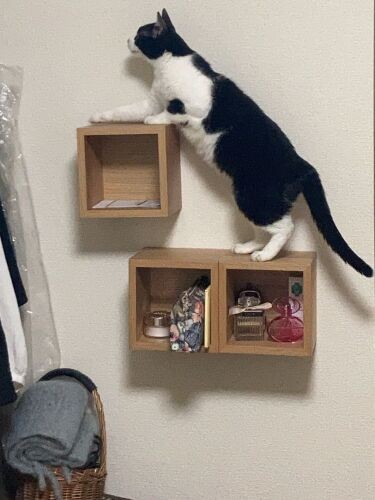 目指す先は、大好きな隠れ家。「あそこなら、ピンポン鳴っても安心」（なみさん提供）