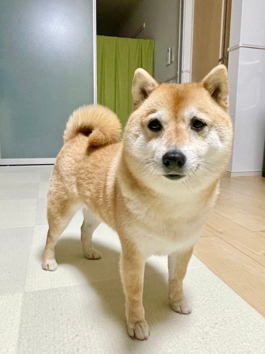 眉毛がはっきりしてる日（提供：T.Katsumiさん）