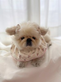 ぬいぐるみ　犬　いぬ　ペキニーズ　リーベ　日本製❣️ ぬいぐるみ 犬 いぬ ペキニーズ リーベ 日本製❣️ - メルカリ
