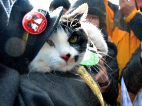 ニタマ駅長の部下、三毛猫の「よんたま」がんばる