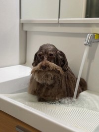ふかい知性を感じさせる現在の瞳…！（画像提供：ごつもりプードルさん）