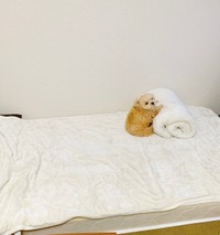 しがみついているんじゃないよ＝ポメプーふわちゃんさん（@Fuwancho319）提供