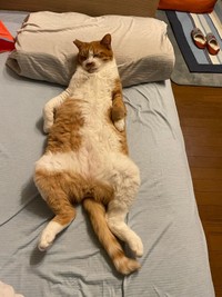 以前「寝相が良すぎる猫ちゃん」として紹介されたマナ君（コンドリア水戸さん提供）