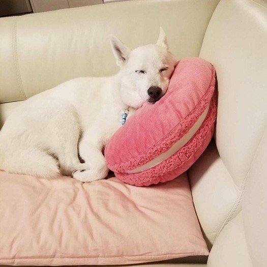 クッションにもたれ寝（ＣＡＰＰチーム提供）