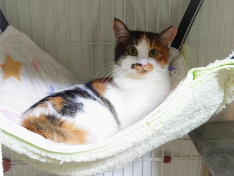 家にきたころの「棗（なつめ）」