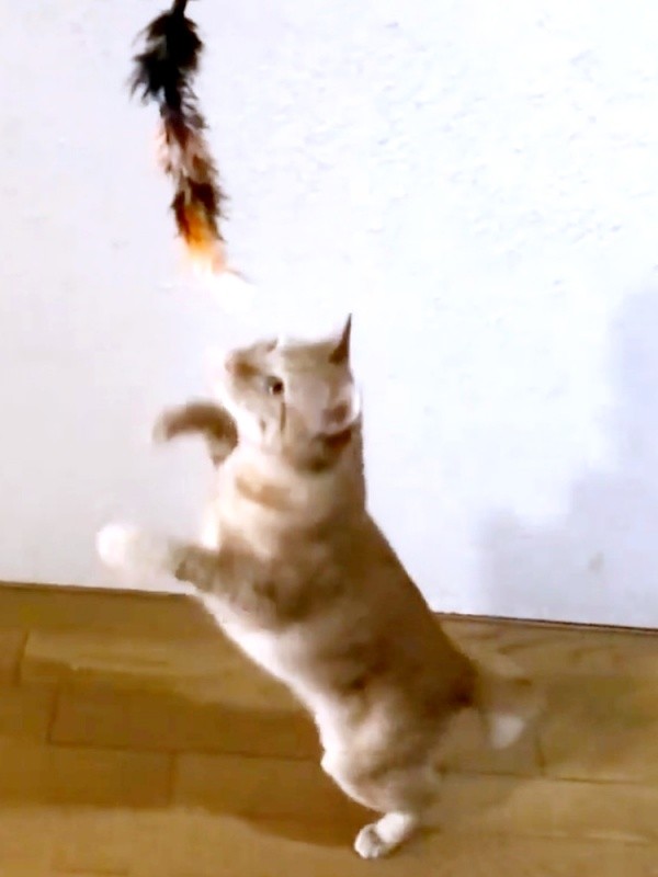 おもちゃをキャッチしようとするトラきちちゃん（画像提供：トラきち＠シスねこさん）