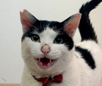 猫沼さんが懸命にお世話して1年！ 現在のごまちゃん（猫沼さん提供）※画像はトリミングしています