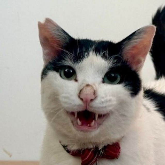 猫沼さんが懸命にお世話して1年！ 現在のごまちゃん（猫沼さん提供）※画像はトリミングしています