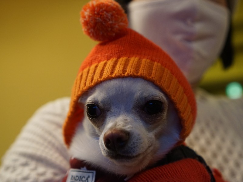 こうめちゃんは軽井沢の保護団体CACAによって保護されました。湿度や温度差、環境変化が心配されましたが順応していきました