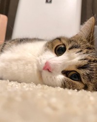 普段の超かわいいひなたくん＝しずわらひなたさん（@shizuwarahinata）提供