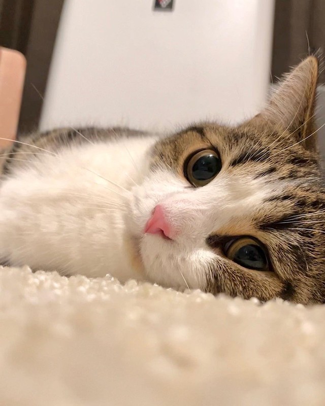 普段の超かわいいひなたくん＝しずわらひなたさん（@shizuwarahinata）提供