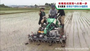 除草剤を使わない消費者が安心して食べられる米作り　宮城農業高校の生徒らが挑戦