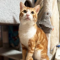 Cafe Gattoに来てからのがじゅまるくんは、さらに成長を続けています
