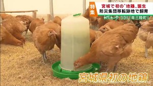 災害危険区域で誕生　宮城県初の地鶏を南三陸町で生産　２０２４年度の出荷を目指す