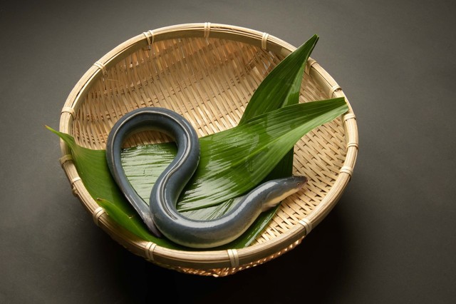 いきのよさそうなウナギ（うなぎスタイル提供）