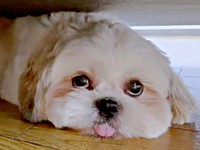 何て言ってるの！？ ソファの下で鳴くオラフくん（画像提供：シーズーのオラフくん）