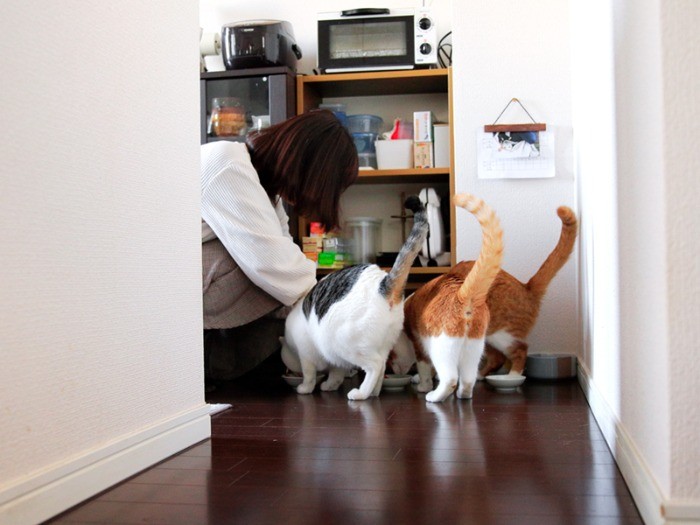 ごはんは仲良く揃って食べるのだ。