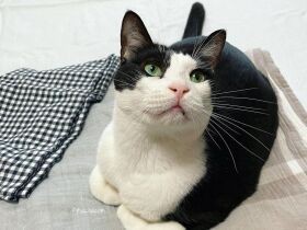 掃除中のママを昼寝へと誘う白黒猫「Jack」　この子のおかげで心の幸福度がアップ