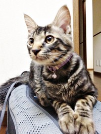子猫時代、両前足をそろえてくつろぐたまちゃん（画像提供：ハナちゃん）