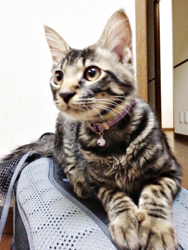 子猫時代、両前足をそろえてくつろぐたまちゃん（画像提供：ハナちゃん）