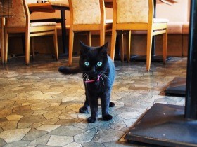 下町の喫茶店、15歳の看板猫　足腰が弱っても客もてなす心意気