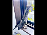 枝になったつもり！？ オーストラリアガマグチヨタカのガブちゃん（画像提供：haru_gardenさん）