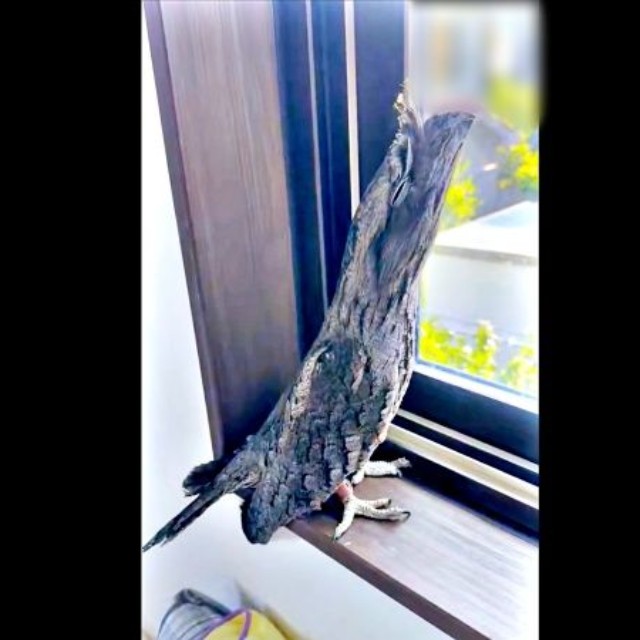 枝になったつもり！？ オーストラリアガマグチヨタカのガブちゃん（画像提供：haru_gardenさん）