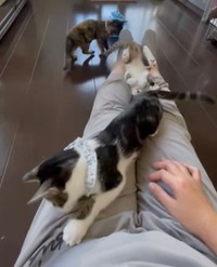 あまりにも自由に飼い主さんに甘えるにゃんず（提供：猫バカ日記さん）