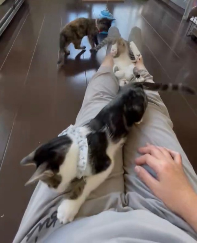 あまりにも自由に飼い主さんに甘えるにゃんず（提供：猫バカ日記さん）