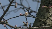 気になる桜情報　岡山ではまだ開花宣言ならず