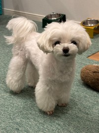 ワンちゃんの脇から人間のワキガの臭いが…なぜ？（ぷりてぃーぬさん提供）