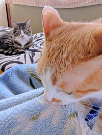 いつもより気合が入っているみやびくん。先輩が監視中でした（画像提供：ふみさん）