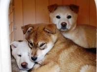 犬ビジネスの「闇」　流通システムが犬を殺す②