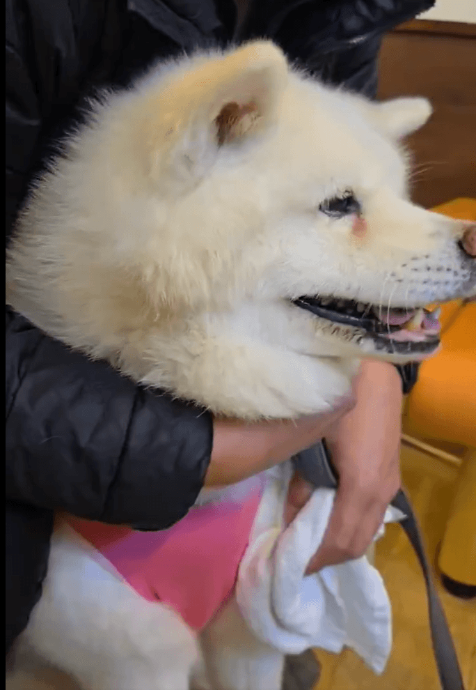 飼い主さんに抱きしめられても震えは止まらない（飼い主さん提供）