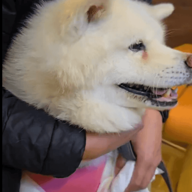 飼い主さんに抱きしめられても震えは止まらない（飼い主さん提供）