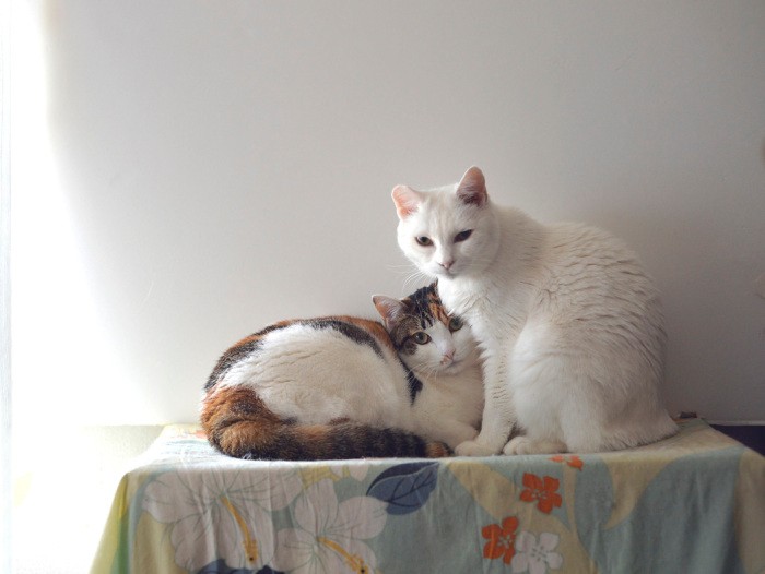 後から迎えた怖がりマーラ（左）に寄り添ったシロ。さらに迎えたオス猫レオーンとも仲良くなった　扶桑社/(C)太田康介