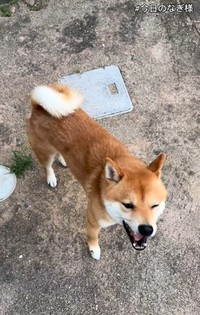 何事もなかった顔してる（「こまめとしばーず」さん提供、Instagramよりキャプチャ撮影）