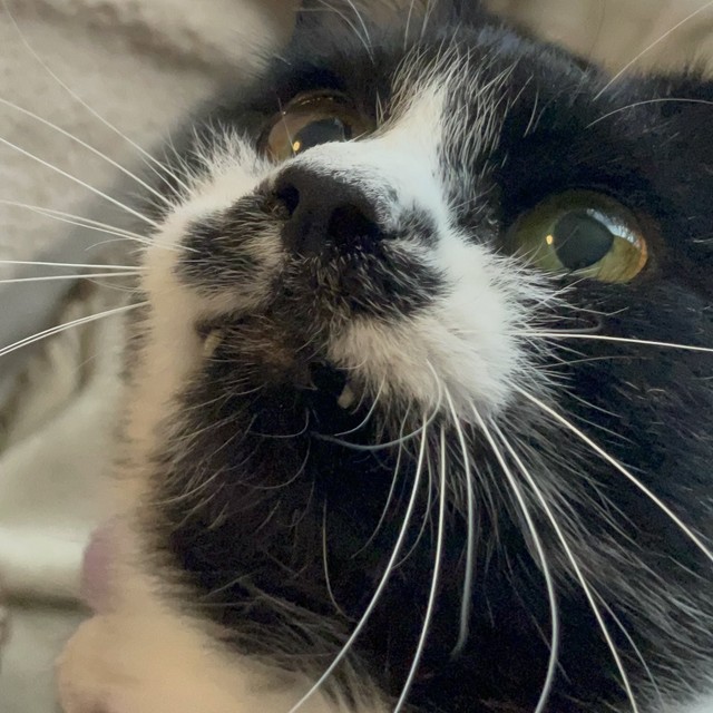 引越し期間中、預かってもらっていた保護猫団体のスタッフさんが「かわいい」と言ってくれた牙。ちょっとだけ出てるんです