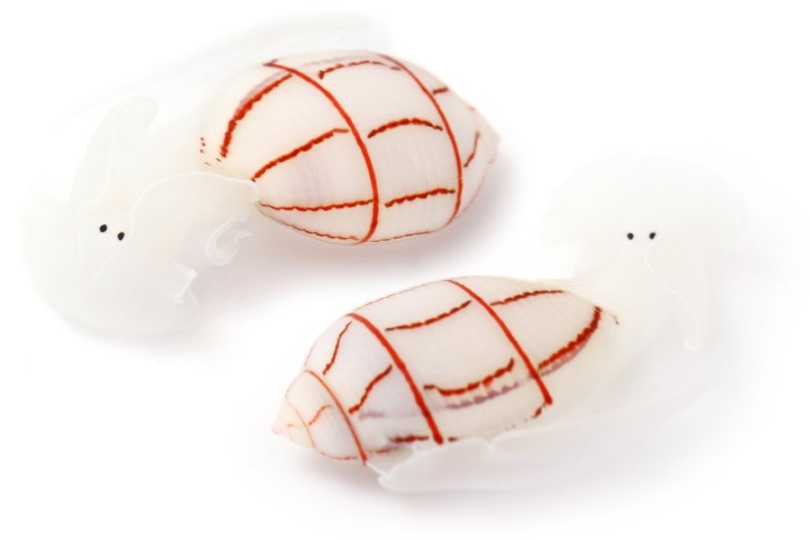 まるでゆるキャラ！不思議な海の生物がかわいすぎると話題…「心
