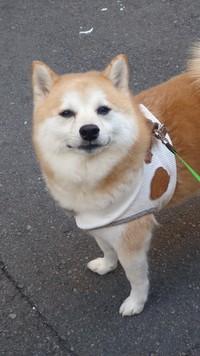 飼い主さんに見せた「ええんやで」顔（提供：柴犬ししまるさん）
