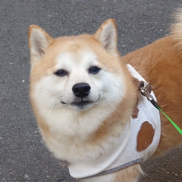飼い主さんに見せた「ええんやで」顔（提供：柴犬ししまるさん）